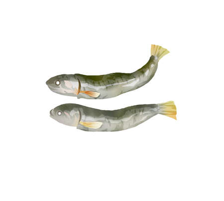 Watercolor touch dried fish illustration
