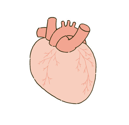 Medical Medical illustration of a heart with a simple touch.のイラスト素材