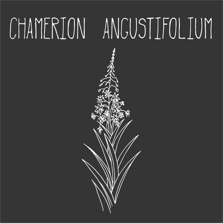 Hand drawing illustration of epilobium. Fresh plant sketch background. Vector illustration for your design. Chamerion angustifoliumのイラスト素材