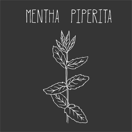 Hand drawing illustration of mint. Fresh plant sketch background. Vector illustration for your design. Mentha piperitaのイラスト素材