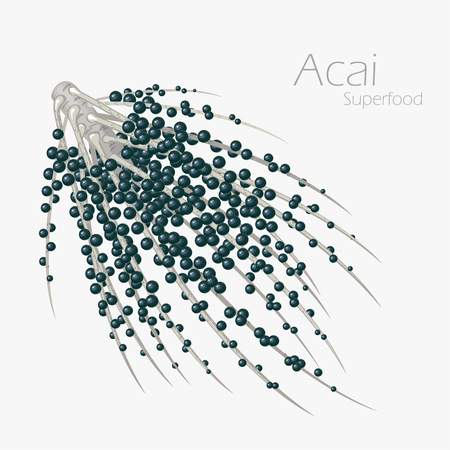 Vector illustration of acai for your design. Euterpe oleracea.のイラスト素材