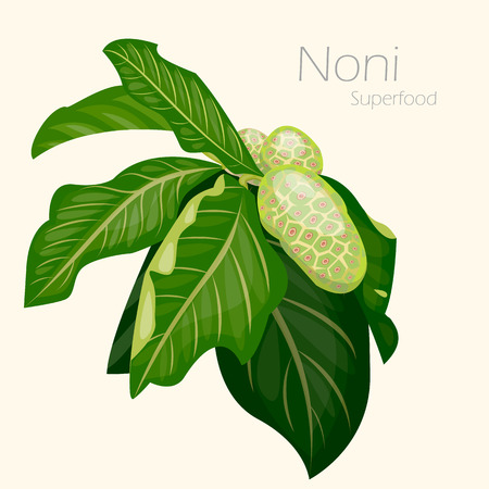 Illustration of noni. Fresh fruit background. Vector illustration for your design. Morinda citrifolia.のイラスト素材