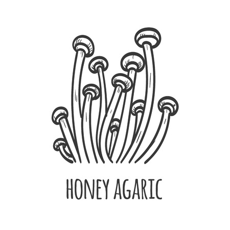 Honey agaric mushroom sketch illustrationのイラスト素材