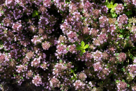 Blooming herbs garden of thymeの写真素材