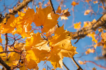 Colorful closeup of yellow and orange maple leaves in sunlight with blue sky in backgroundの写真素材