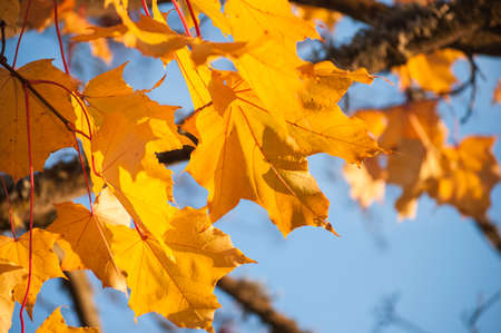 Yellow Norway maple leaves and branches in sunlight with blue sky in background in sunny day of...