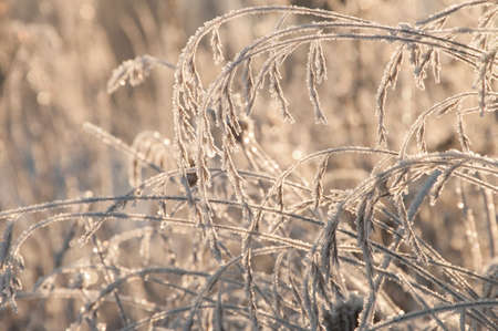 Beautiful closeup of amazing winter rime and frost crystals on grass in sunlight of sunrise