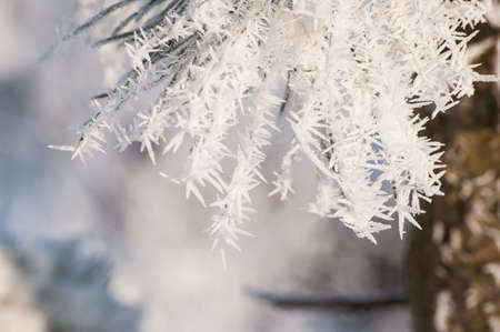 Amazing background with winter rime and frost crystals on pine needles in sunlight