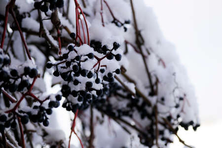 Closeup of berries and branches of virginia-creeper covered with snowの写真素材