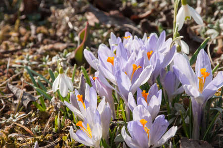 Closeup of beautiful crocus in sunlight of sunny gardenの写真素材
