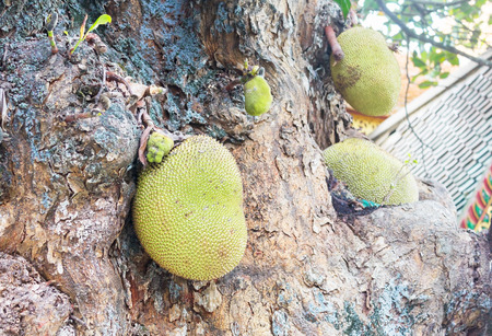 Jack fruit hang on stem