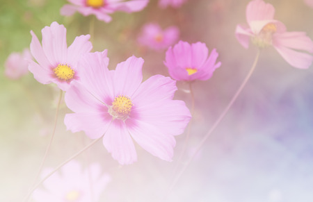 Beautiful flowers made with color filters soft focusの写真素材