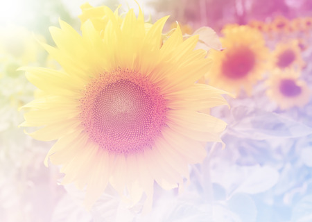 Beautiful flowers made with color filters soft focusの写真素材