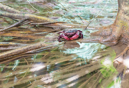 red crab in waterの写真素材