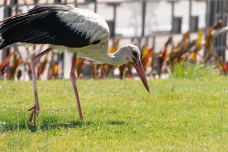 Stork walking in the park of Sharm el sheikh