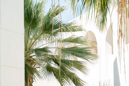 Green leaves of Thrinax Radiata palm on the white Arabian architecture with arches