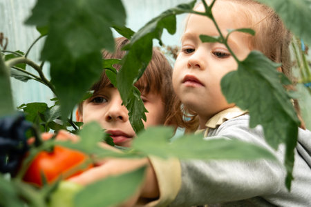 Closeup front view through leaves of children choosing and harvesting ripe tomatoes in greenhouse.の写真素材