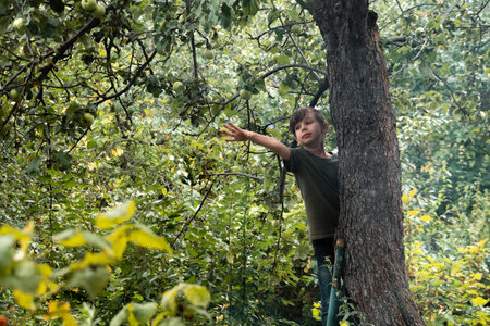 Boy standing on ladder near tree and reaching for an apple