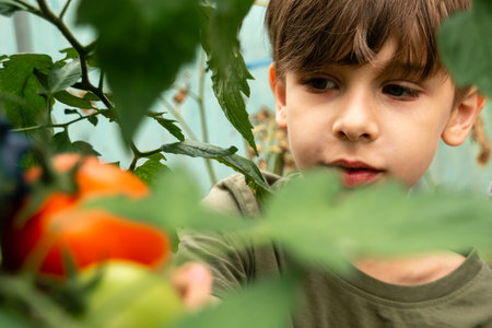 Cute boy harvesting fresh ripe tomatoes from green branches in greenhouse.の写真素材