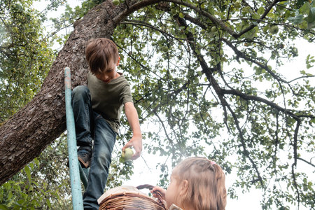 View from below of boy picking apples to basket which holding girl by climbing ladder leaning against an apple tree in a gardenの写真素材