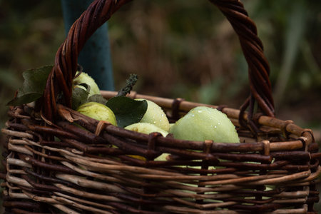 Close-up of basket of yellow-green apples with leafs lying on the groundの写真素材