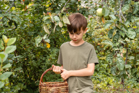 Thoughtful boy carries a basket of apples in an orchard and looking downの写真素材