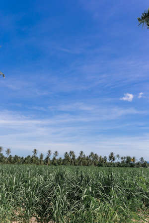 blue sky and Meadowの写真素材