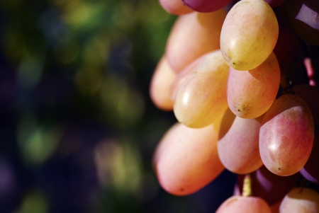 bunch of tasty sweet grapes on the vine with green leaves 
