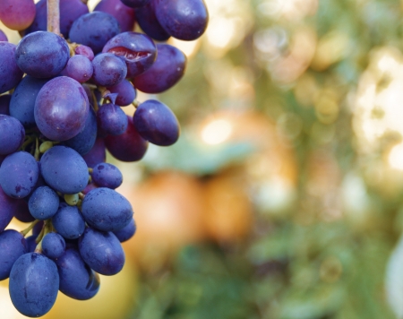 bunch of tasty sweet grapes on the vine with green leaves の写真素材