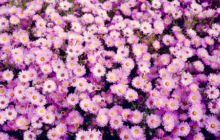 Small garden Astra flowers. Group of Alpine asters (Aster Alpinus)の写真素材