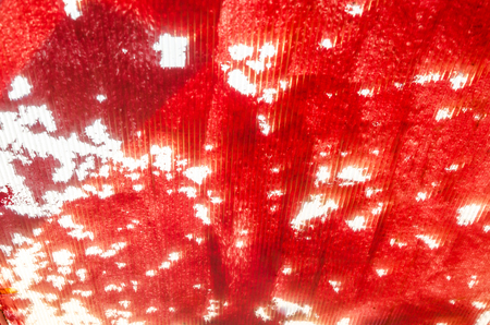 background red abstractの写真素材