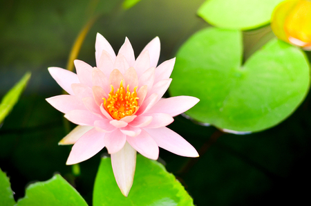 Pink Lotus Flowerの写真素材