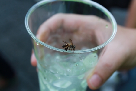 Bee sucking nectar in a glass of water.