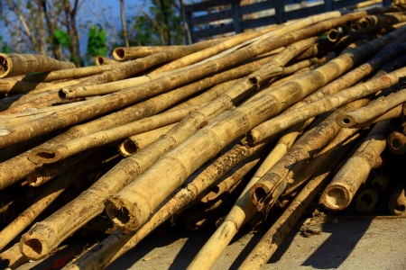 Dry bamboo.の写真素材