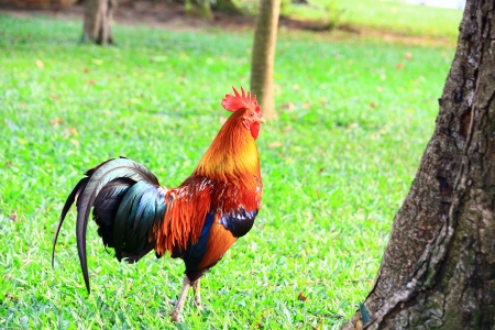 Bantam Cockerel (Gallus gallus domesticus bantam) 