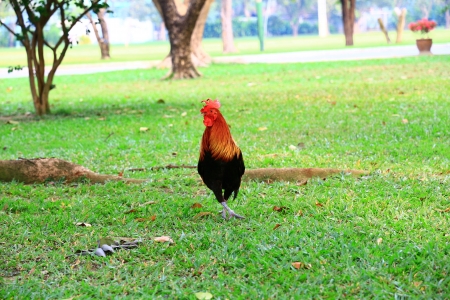 Bantam Cockerel (Gallus gallus domesticus bantam) の写真素材