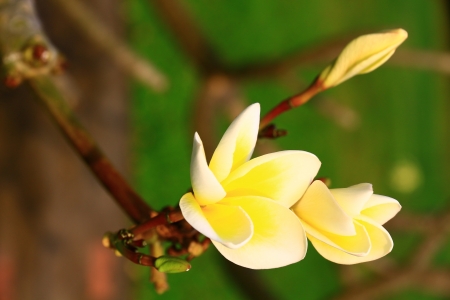 Frangipani flower or Leelawadee flower.の写真素材