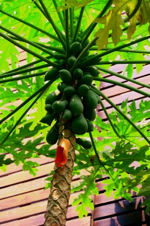 Papaya fruits hanging on its tree.  の写真素材