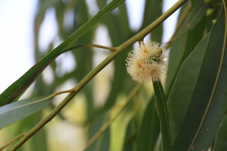 Eucalyptus の写真素材