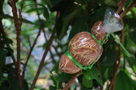Grafted branch in cloning plant technique.