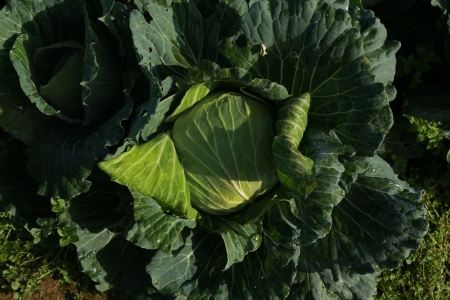 Close-up of fresh cabbage in the vegetable garden.の写真素材