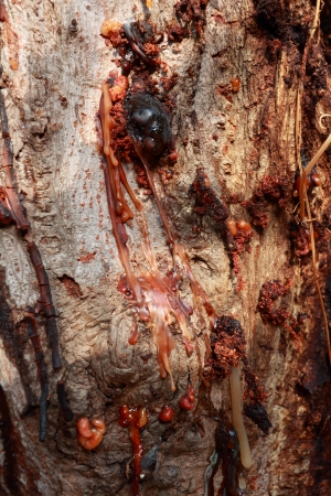 Sap pouring out of tree の写真素材