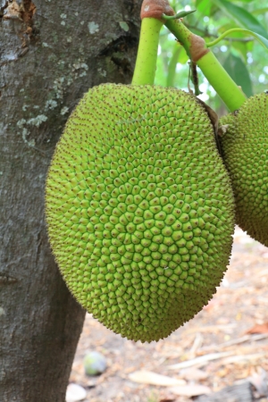 Ripe and unripe Jackfruit , a tropical fruit native to southeast Asia with spiny outer skin similar to durian fruit の写真素材