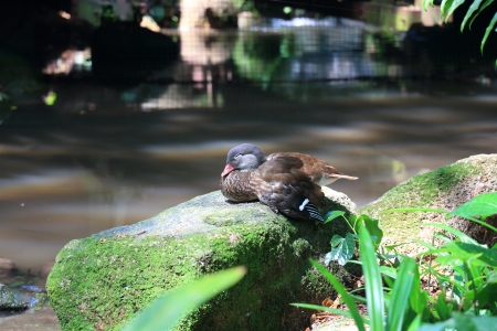 Common Teal or Eurasian Teal  Anas crecca  の写真素材