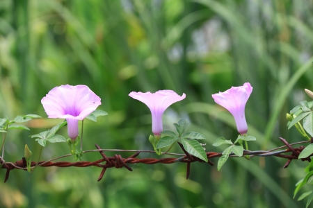 Purple morning Glory Flowers  の写真素材