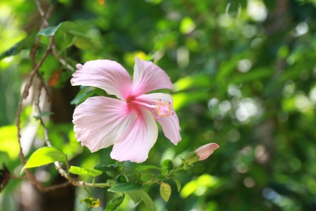 Perfect Pink Hibiscus Blossom in Natural Environment の写真素材