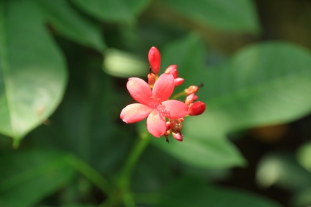 Red Flowers with the soft green background の写真素材