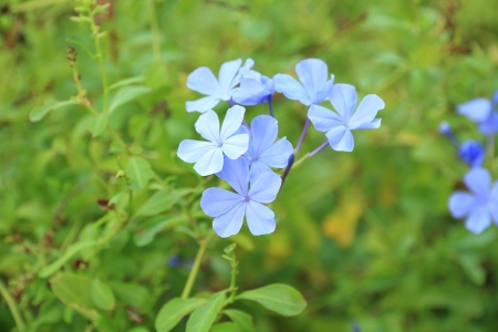 Spring flowers on soft green field background の写真素材