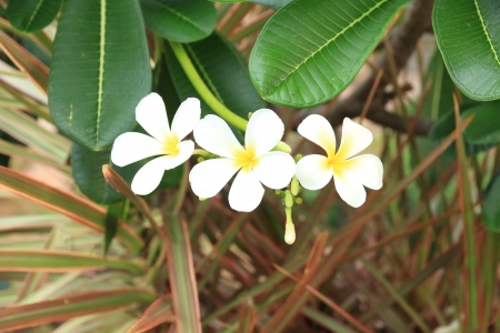 The Plumeria has Five Petals, Yellow Middle, Outside White の写真素材