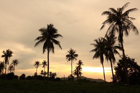 Silhouetted of Coconut Tree during Sunrise の写真素材